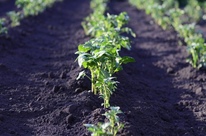 potato field potato field