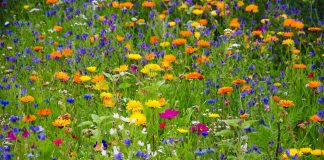 wildflowers