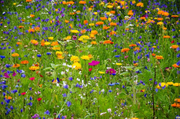wildflowers wildflowers