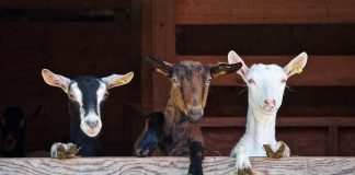 goats