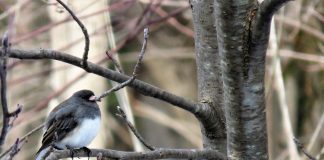 junco