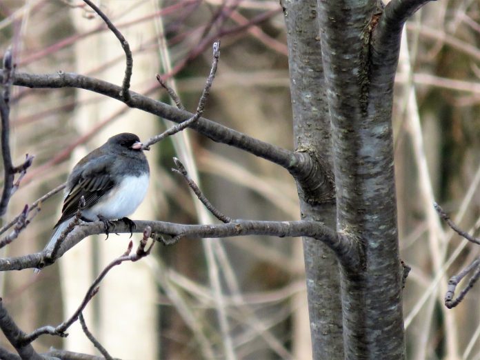 junco junco