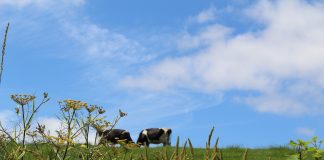 grazing cows