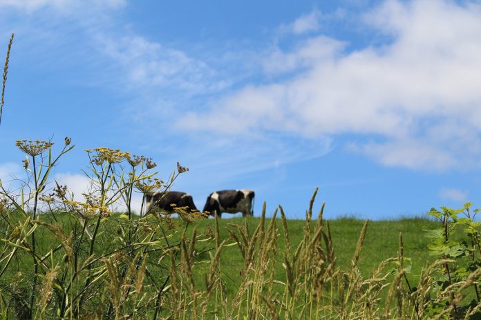grazing cows grazing cows