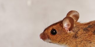 mouse