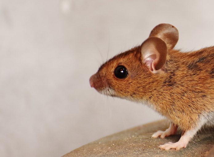mouse mouse