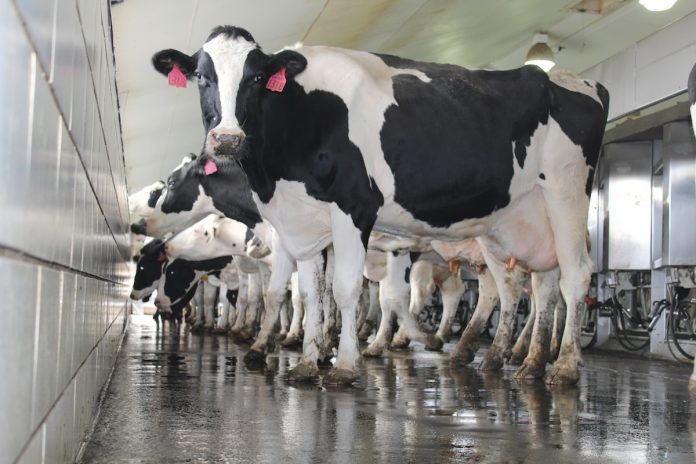 Over-order premium drops Holstein heifer standing in milking parlor