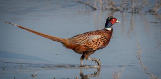 pheasant