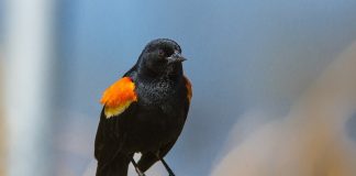 red-winged blackbird