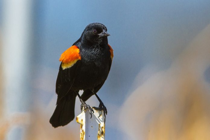 red-winged blackbird red-winged blackbird