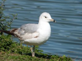 ring-billed gull