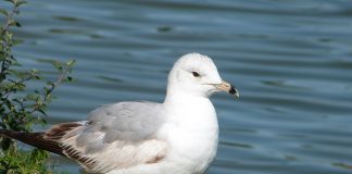 ring-billed gull