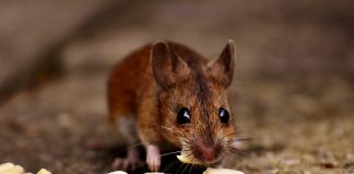 mouse
