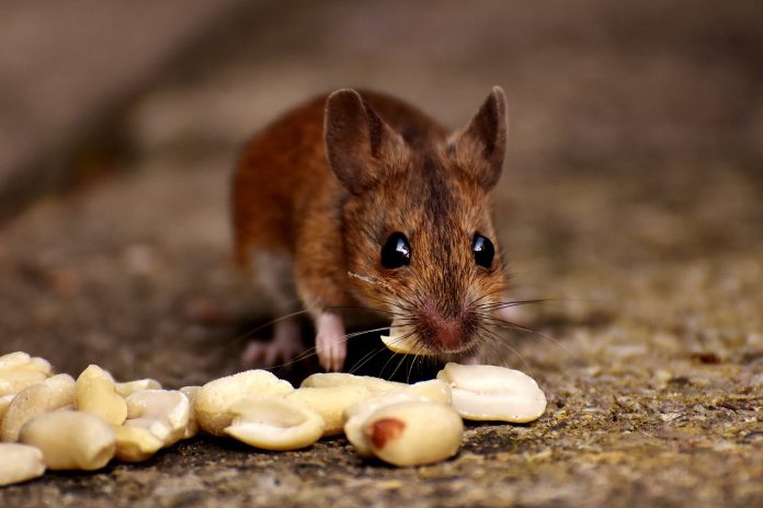 mouse mouse