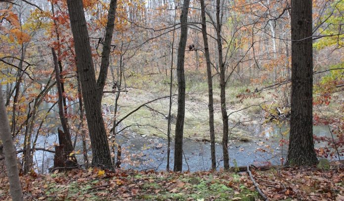 woodlands trees and river woodlands