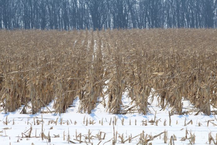 Standing corn in snow Standing corn in snow