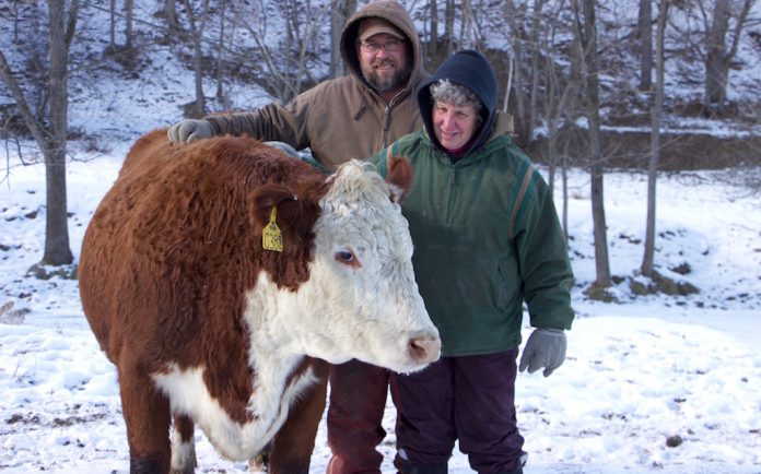 J&L-cattle-fluffy Jeff and Lou Ellen Harr, J&L Cattle