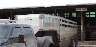 livestock unloading