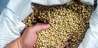 Seed selection