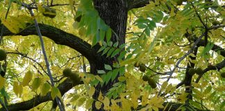 black walnut tree