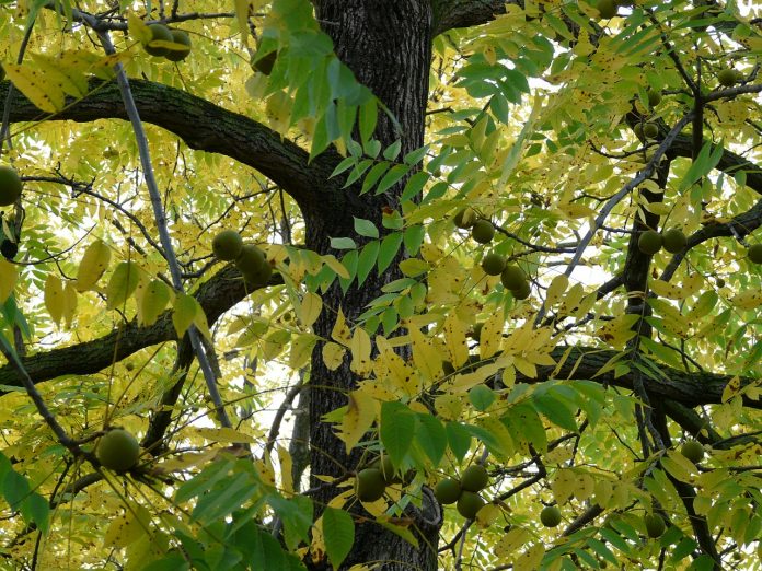 black walnut tree black walnut tree