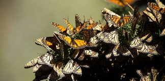 butterflies