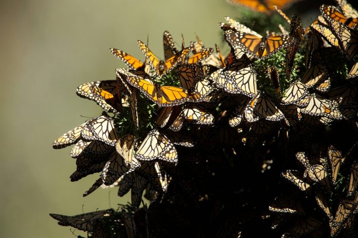 butterflies butterflies