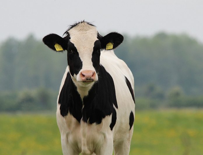 Holstein cow Holstein cow