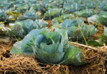 How to manage risk for non-insurable crops cabbage field