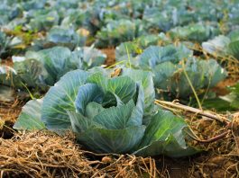 cabbage field