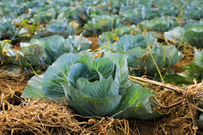 cabbage field cabbage field