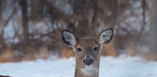 deer during winter