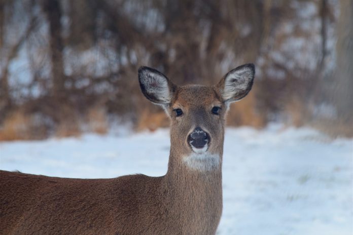 deer during winter deer during winter