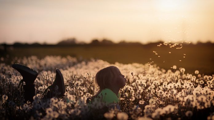 flowers-2562079_1280