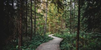 forest
