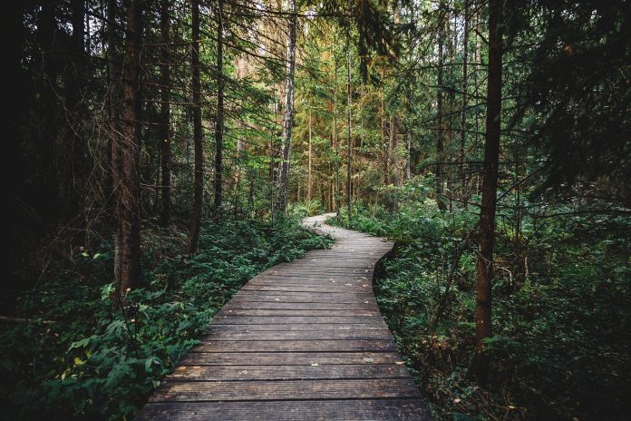forest forest