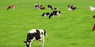 grazing cattle