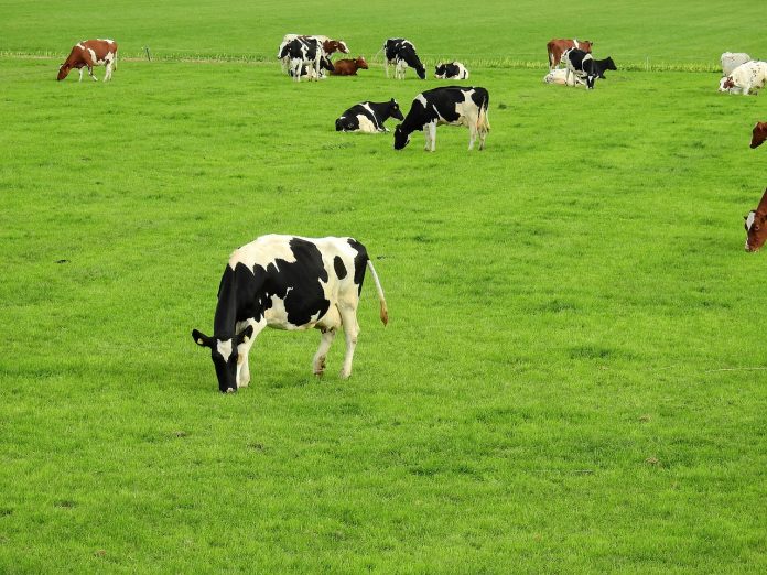 grazing cattle grazing cattle