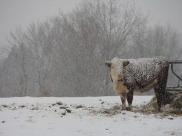 snowy pasture