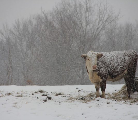 snowy pasture
