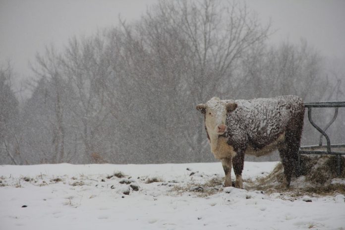 snowy pasture snowy pasture
