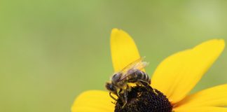 bee on a black-eyed Susan