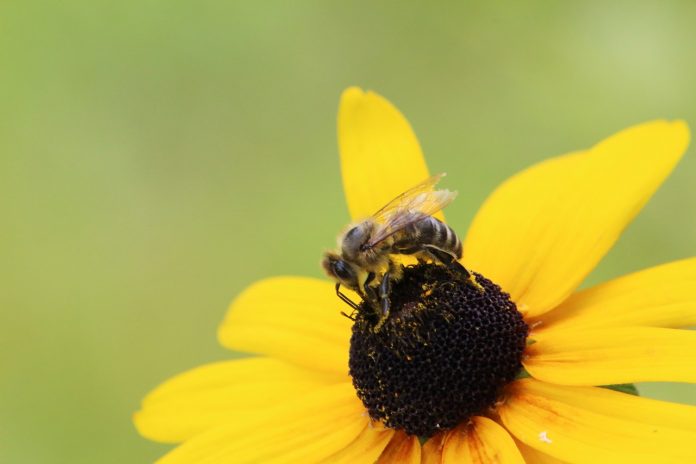 bee on a black-eyed Susan bee on a black-eyed Susan