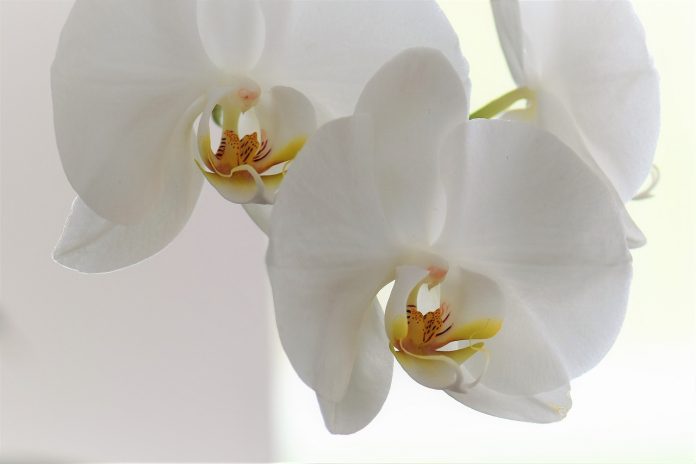 orchid orchid