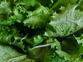 Green Leafy Romaine Lettuce