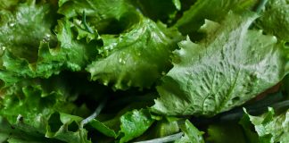 Green Leafy Romaine Lettuce