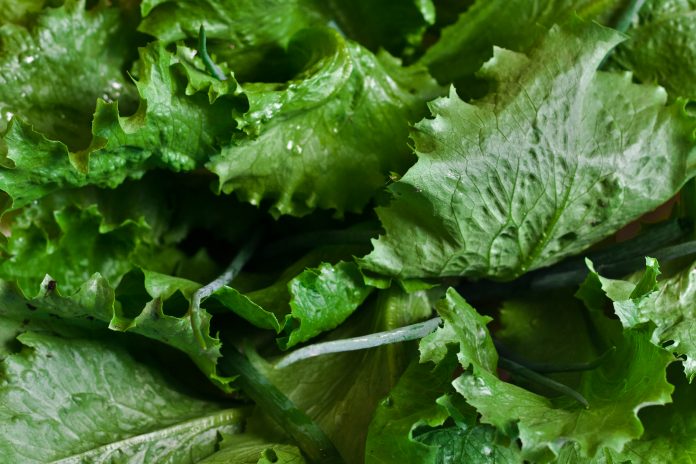 salad-leaf-leaves-green Green Leafy Romaine Lettuce