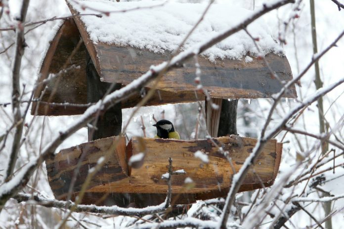 winter bird winter bird