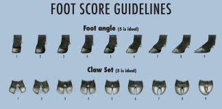 foot score EPDs