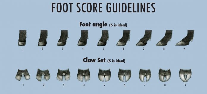 foot score EPDs foot score EPDs